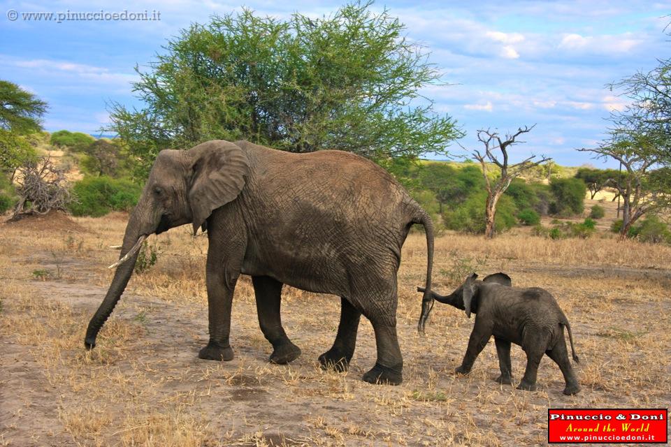 TANZANIA - Tarangire National Park - 32.jpg